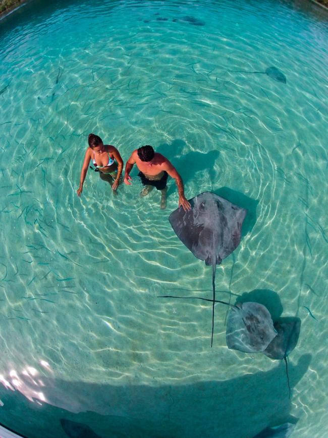 Roggen eten geven in Moorea